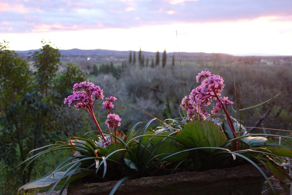 Bella Di Ceciliano Bed & Breakfast Arezzo Bagian luar foto